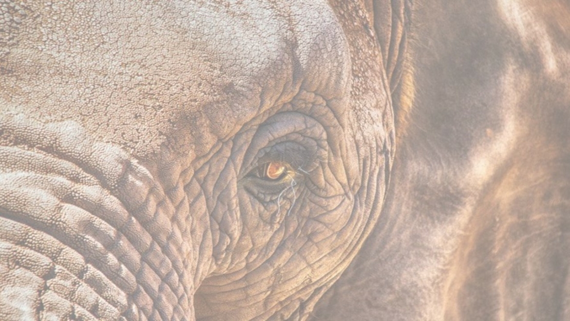 Moviendo al elefante blanco