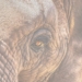 Moviendo al elefante blanco