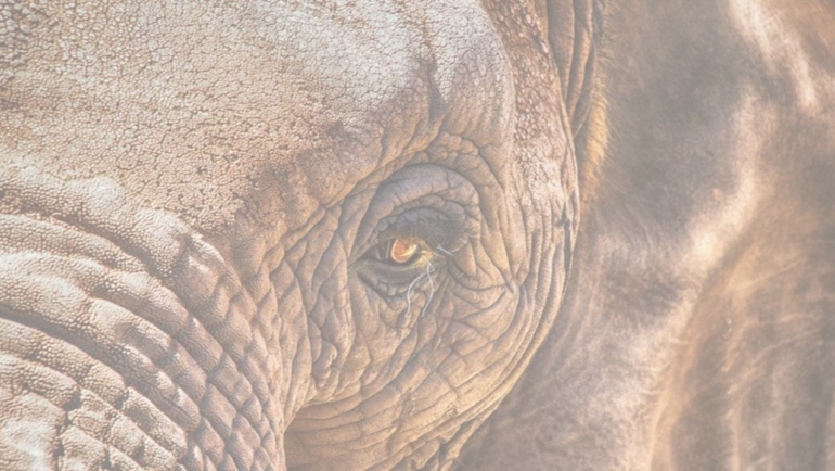 Moviendo al elefante blanco